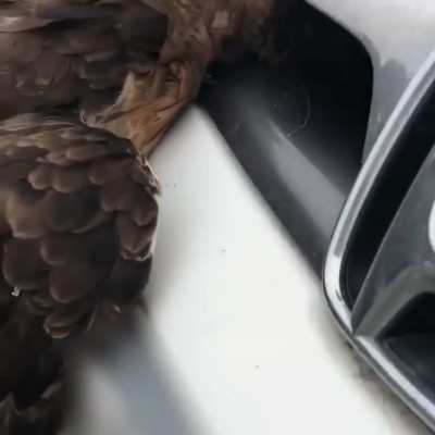 Zach and Lyle played the classic "falcon in the car"-prank on Tomar yet again