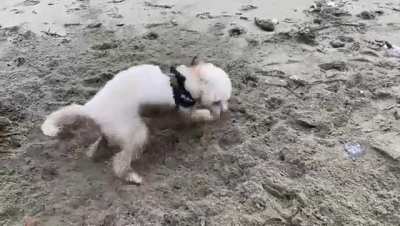 When you can&rsquo;t decide where to dig because you&rsquo;ve got too many options...