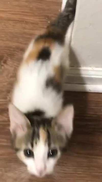 Sable aka Little One screaming for food approximately five (5) minutes after eating an entire can of wet food