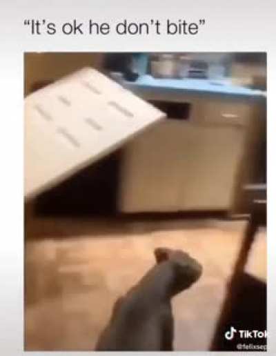 Another &ldquo;harmless&rdquo; pitbull that &ldquo;totally&rdquo; just wants to play