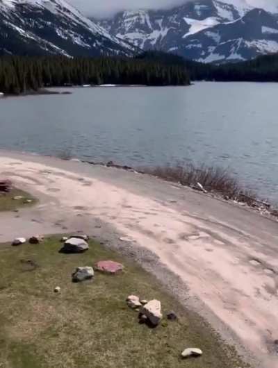Moose too