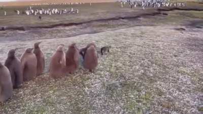 Captaron el momento en que varios pingüinos bebes se encontraron por primera vez con un gato doméstico en las Islas Malvinas