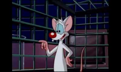 "Are you pondering what I'm pondering?" (Brain Food)