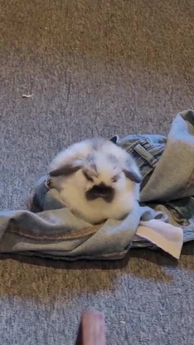 I left my jeans on the floor and she fell asleep on them 😭