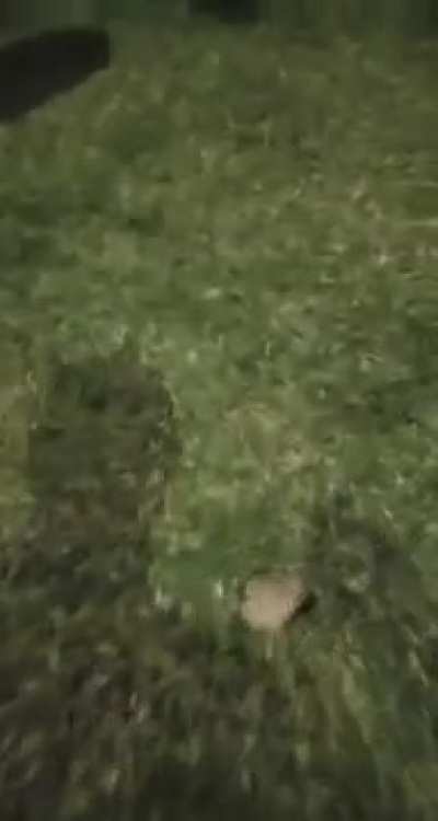 🐕💔🐸