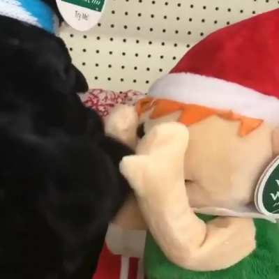 Thicc Penguin