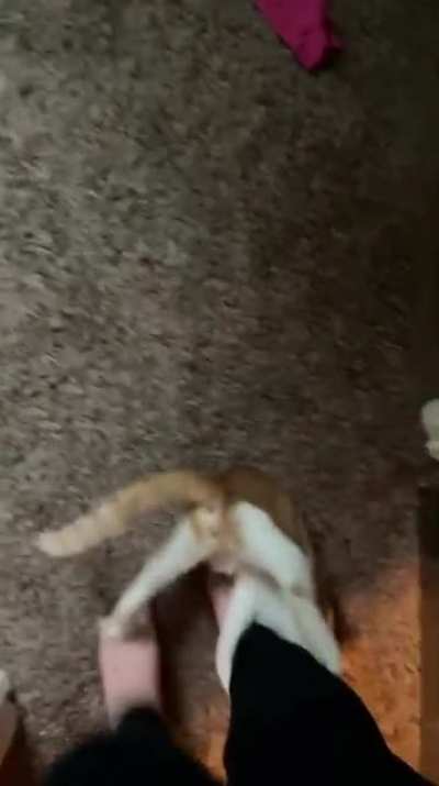 He’s been doing this all morning. The definition of a little ankle biter.