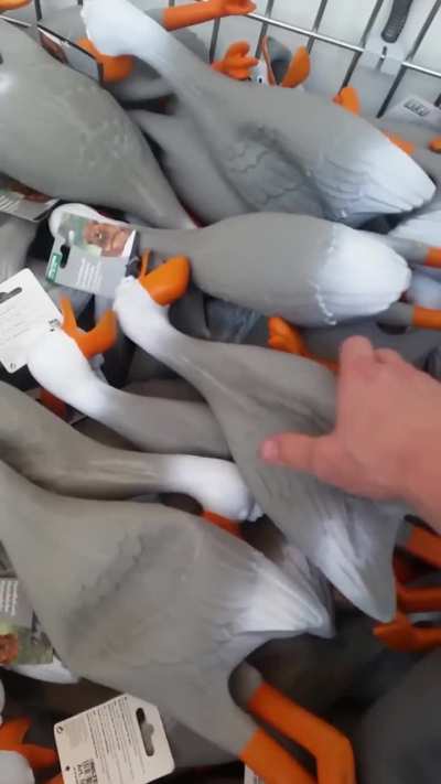 ducks scream