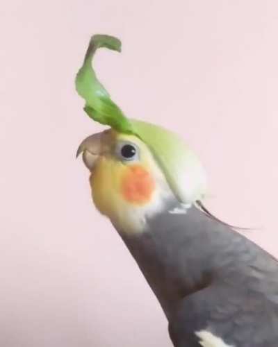 Singing Zelda