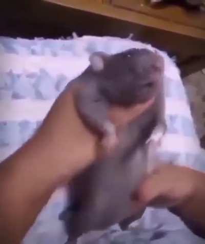 Ratte Rule