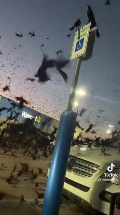 What's going on with these birds?
