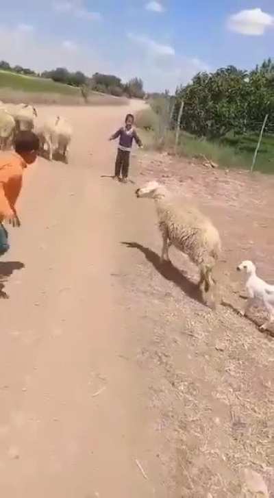 Taking baby lamb from it's mother