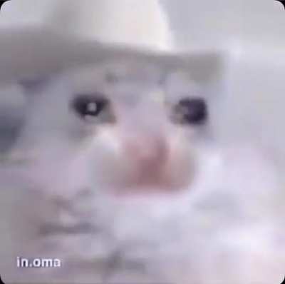 😿