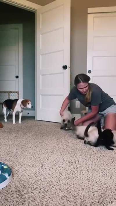 Lady gets swarmed.