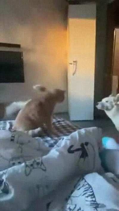 Nom Nom Nom