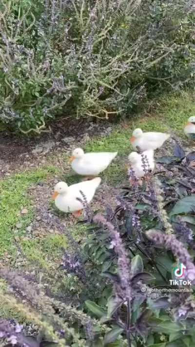 Mama mia