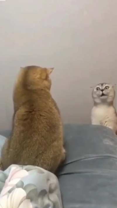I'm throwing the whole cat away