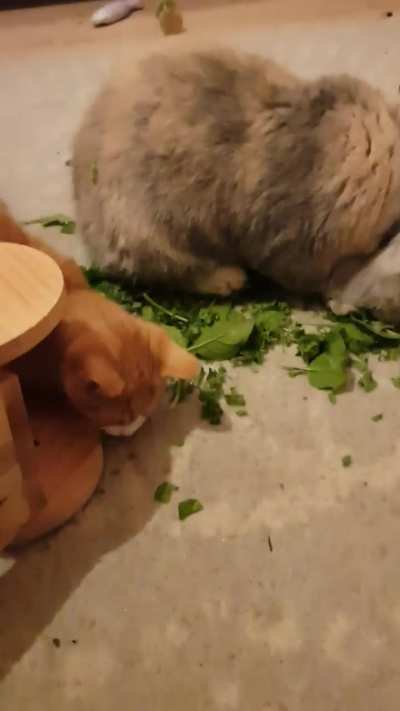 That.... is NOT cat food 🤦🏼&zwj;♀️