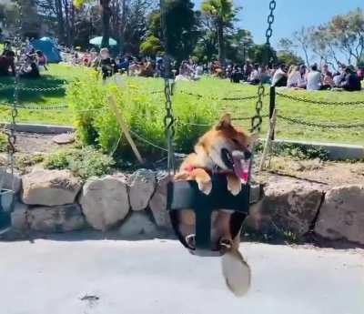 It was a beautiful San Francisco day for a swing 🐕😎☀️🔥&hearts;️