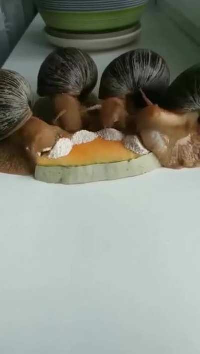 Crack addict Snails
