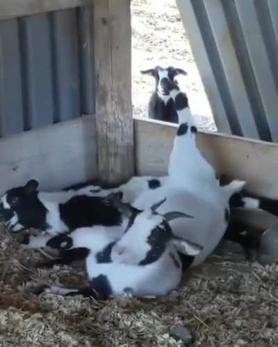 The young ones wondering what's so hard about it.