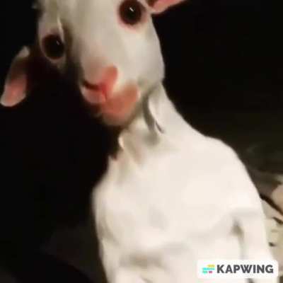 Saul goatman