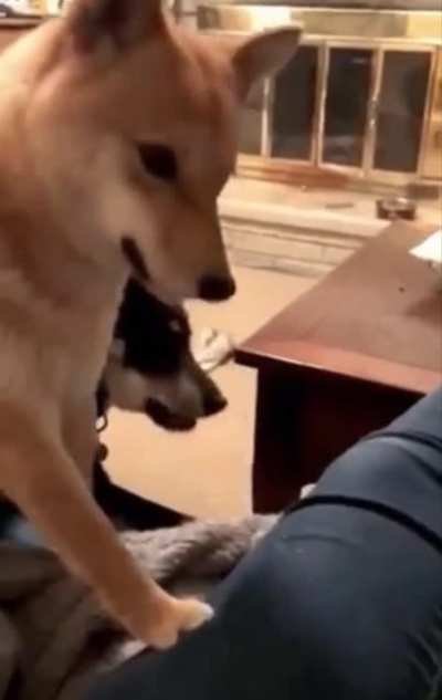 Dude, that&rsquo;s ruff...
