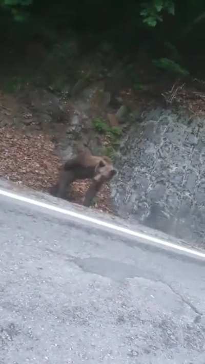 A monkey-bear