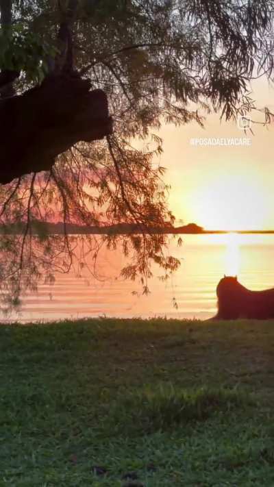 Un carpincho contemplando el atardecer: