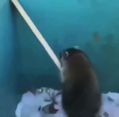 blursed_raccoon