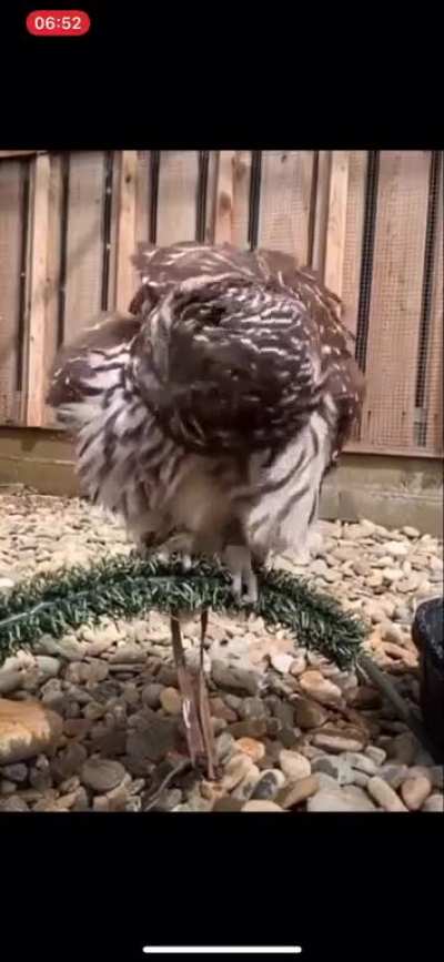 This SupirbOwl shaking off the sleepies!