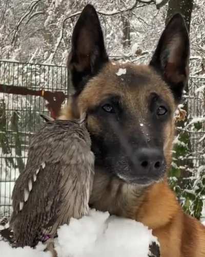 A superb owl &amp;amp; friend