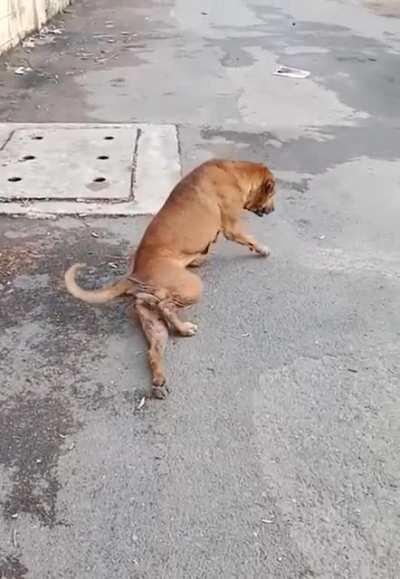 Poor pup in need of attention