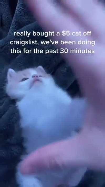 5$ cats :)