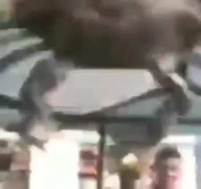 crab_workout.mp4