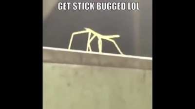 I made a 1 hr version of "Get Stick Bugged lol" with no jumps