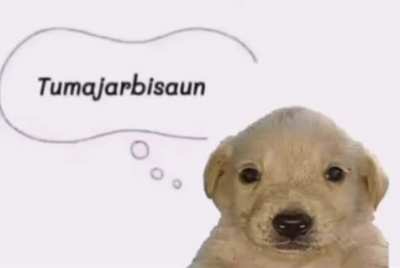 dog.