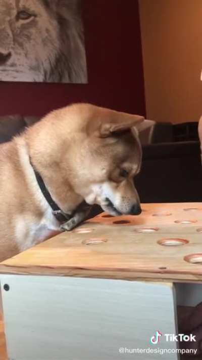 I&rsquo;ve never heard a dog scream