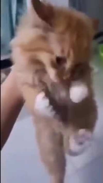 Found this cute video a cat dropping its toy
