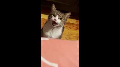 He cat u no sleep