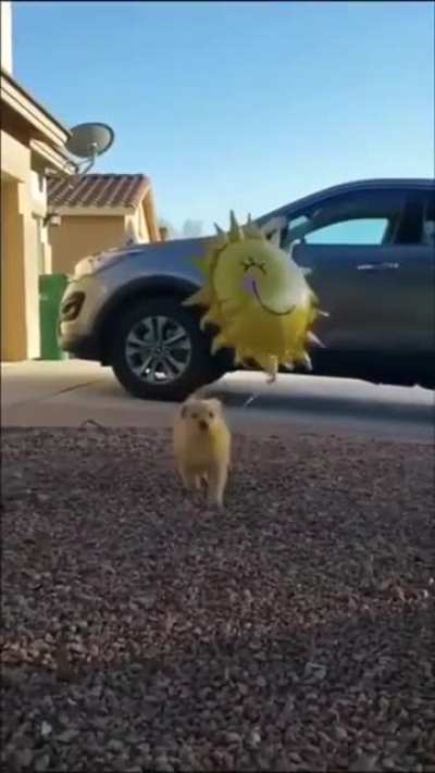 Everyone needs a little bit of sunshine brought into their life...