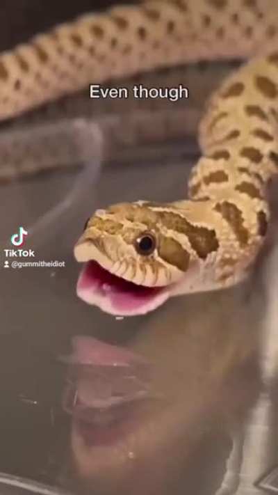 Lol