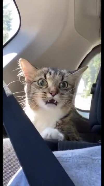 she&rsquo;s a happy kitty❤