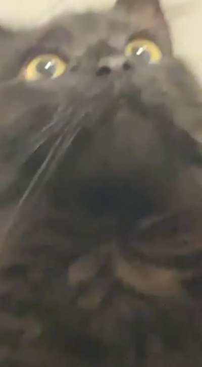 there&rsquo;s a gecko on the roof