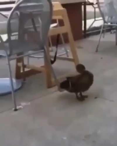 era pra ser animais fazendo merda, ent&atilde;o ta aq