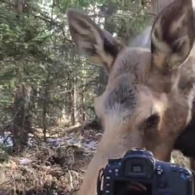 This absolute unit of a female moose