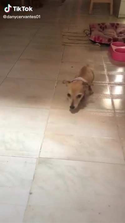 Cachorro rebaixado (ele nasceu assim pq a m&atilde;e n&atilde;o foi bem alimentada na gesta&ccedil;&atilde;o)
