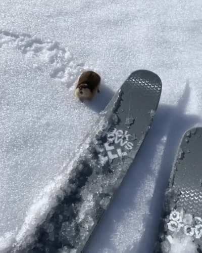 A Norway lemming aggressively defending its territory on the ski slopes