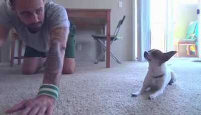 Here&rsquo;s a good boy doing yoga in Italian