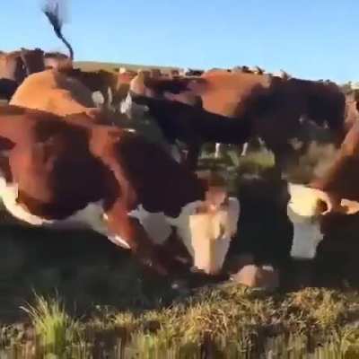 Jackal faces the wrath of an angry herd of cattle after trying to kill calves